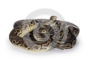 Snakes on white background
