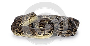 Snakes on white background