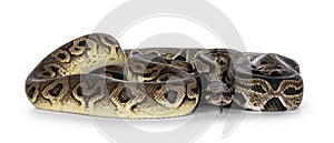 Snakes on white background