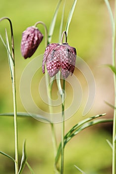 Snakeshead fritillary wild flower