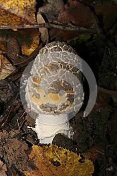 Snakeskin Grisette, amanita ceciliae mushroom in the forest