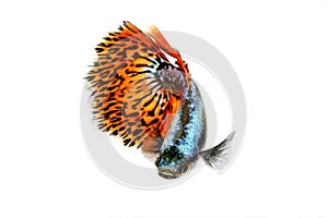 Snakeskin Guppy fish aquarium fish Poecilia reticulata colorful rainbow tropical