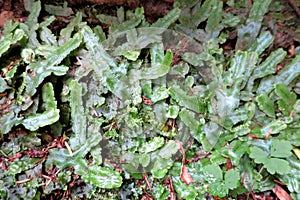 Snakeskin Liverwort - Conocephalum conicum