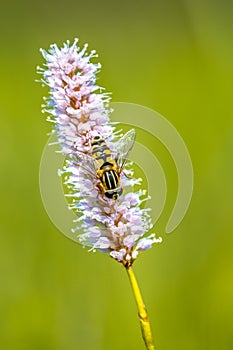 Snakeweed with hoverfly