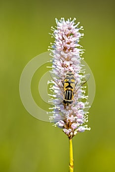 Snakeweed with hoverfly