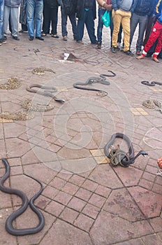 Snaks and serpents in Djemaa El Fna square