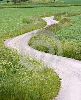 Snaky Dirt Road