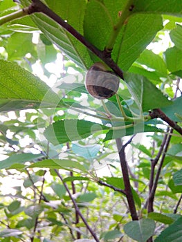 snales of green leaf in garden sherry