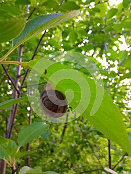 snales of green leaf in garden sherry