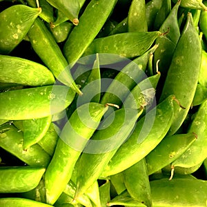 Snap peas, pisum sativum.