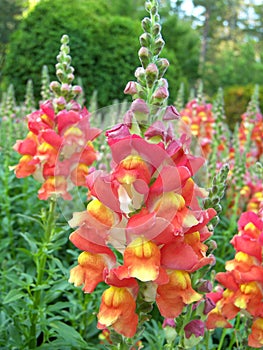 Snapdragon - Amtir rhinum majus