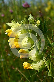 Snapdragon (Antirrhinum) flower
