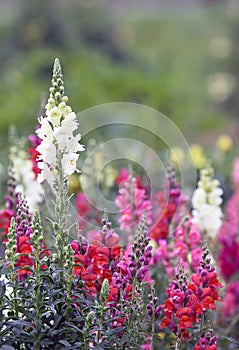 Snapdragon Antirrhinum majus in flowering time photo