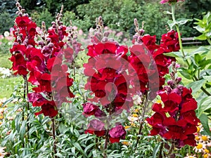 Snapdragon (Antirrhinum majus) Rocket flame flowering with dark red flowers in the garden