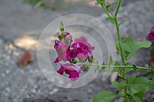 Snapdragon. Antirrhinum. Perennial. Beautiful unusual flower