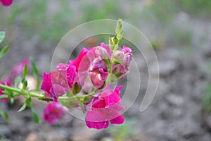 Snapdragon. Antirrhinum. Perennial. Beautiful unusual flower