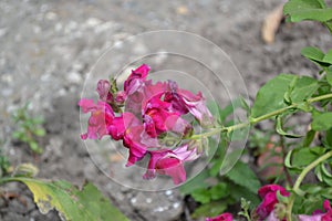 Snapdragon. Antirrhinum. Perennial. Beautiful unusual flower