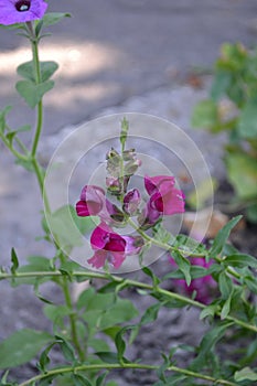 Snapdragon. Antirrhinum. Perennial. Beautiful unusual flower