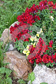 Snapdragon, Antirrhinum - perennial herbaceous plants from the Plantain family