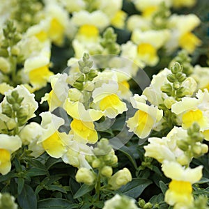 Snapdragon or Antirrhinum. Yellow flowers