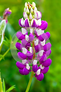 Snapdragon flower
