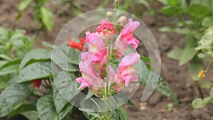 Snapdragon flower or Antirrhinum Latin Antirrhinum