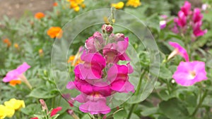 Snapdragon flower or Antirrhinum Latin Antirrhinum