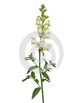 Snapdragon flower isolated on white background, Antirrhinum majus