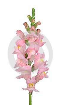 Snapdragon flower