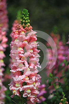 Snapdragon Flower