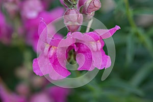 The snapdragon is a flowering plant that is easily grown in a pot on the balcony