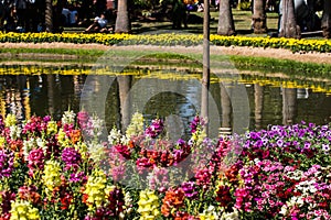 Snapdragon flowers in public park