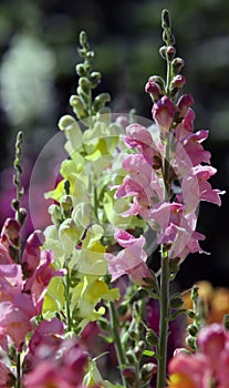 Snapdragon or Great Odolina