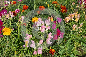 Snapdragon Lat. Antirrhinum and marigolds Lat. Tagetes bloom in a flower bed