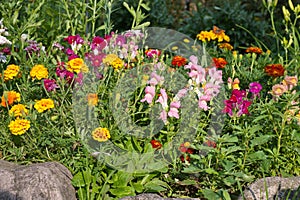 Snapdragon Lat. Antirrhinum and marigolds Lat. Tagetes on a flower bed in a summer garden