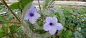 Snapdragon or Ruellia tuberosa is flowering root plant that was used for medicinal uses.