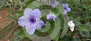 Snapdragon or Ruellia tuberosa is flowering root plant that was used for medicinal uses.