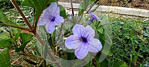 Snapdragon or Ruellia tuberosa is flowering root plant that was used for medicinal uses.