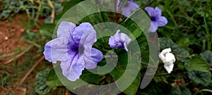 Snapdragon or Ruellia tuberosa is flowering root plant that was used for medicinal uses.