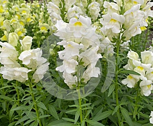 Snapdragon, white with yellow pestle. popular annual flower