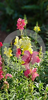 Snapdragons