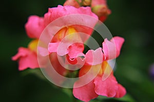 Snapdragons are beautiful flowers in the summer