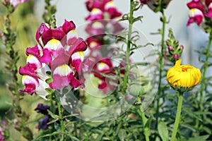 Snapdragons Flower photo