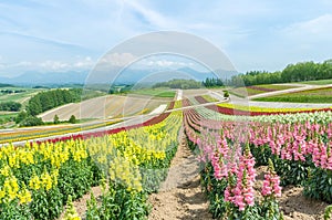 Snapdragons flower field in summer at biei hokkaido japan