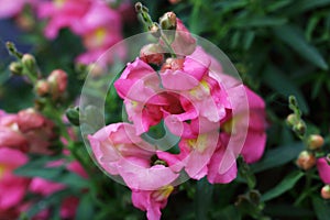 Snapdragons have been grown for a long time and are very popular in flower boxes