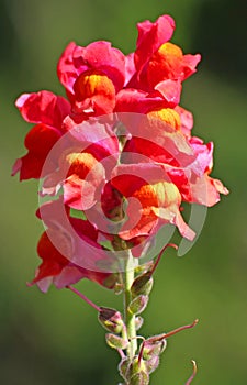 Snapdragons stained with colourful flower