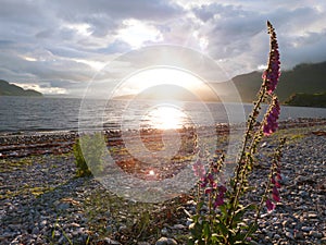 Snapdragons in the Sunset