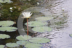 Snapped this picture in a pond with all the surafce leaves surrounding a lotus which is considered a holy flower in indian culture