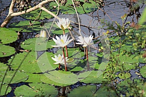 Snapped this picture in a pond with all the surface leaves surrounding lotuses which is considered a holy flower in indian culture