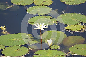 Snapped this picture in a pond with all the surface leaves surrounding lotuses which is considered a holy flower in indian culture